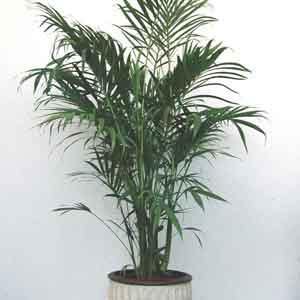 Cataractarum Palm, Cat Palm (Chamaedorea cataractarum) - Plant Club | Geoponics
