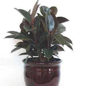 India Rubber Plant 'Burgundy' (Ficus elastica) - Plant Club | Geoponics