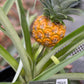 Pineapple in growing pot ceramic pot 6”