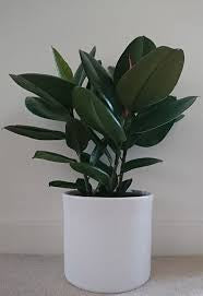 Ficus Rubber Plant (Grower Pot) ceramic pot extra price