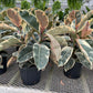 Ficus Rubber Plant Variegated (4”
