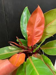 Philodendron Orange