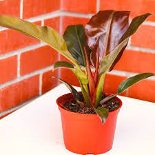 Philodendron Imperial Red (growing pot)