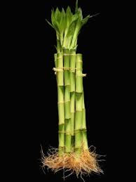 10” Lucky bamboo straight (bundle of 3)