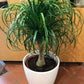 Ponytail palm in growing pot (ceramic pot $50)