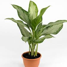 Chinese Evergreen (assorted)
