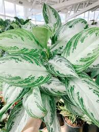 Chinese Evergreen (assorted)