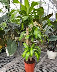Dracaena corn plant