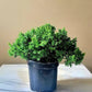 Juniper Bonsai in 4” growing pot