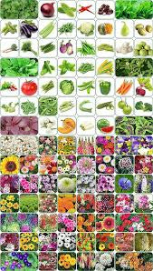 Flower/ vegetable seeds