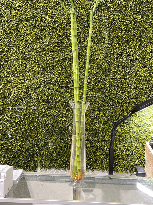 3 feet straight lucky bamboo small leaves