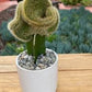 Crested /coral cactus 5”growing pot