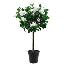 Gardenia (6”Grower Pot)