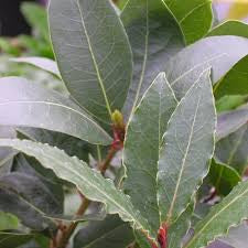 Bay leaf (Bay laurel )