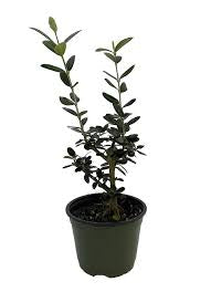 Olive in growing pot