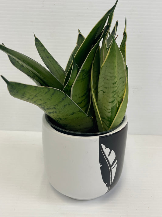 Snake plant in beautiful ceramic pot (black leave printed on the pot)