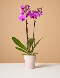 Orchid  (Assorted colors)