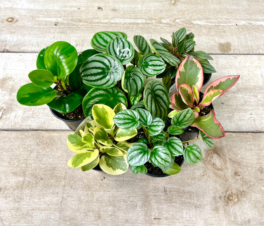 Peperomia Plant Variety Bundle Pack of 5