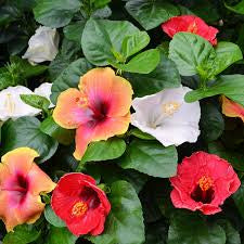 Hibiscus 6” pot assorted color