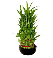 5 lyer birthday cake lucky bamboo (pot not included)