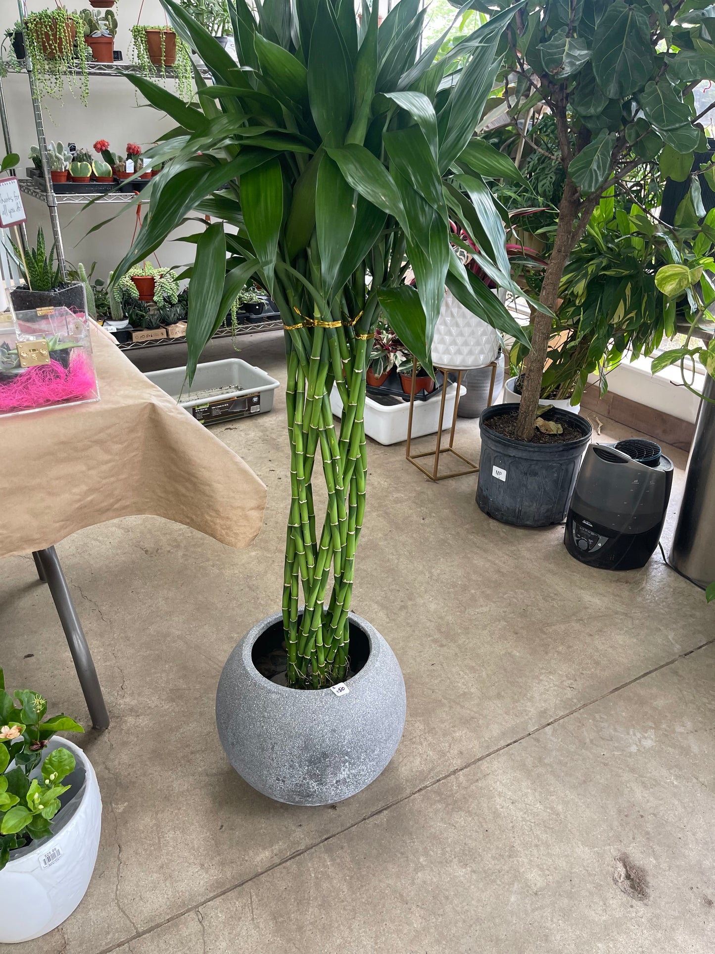 Braided bamboo (3–4feet) pot not included