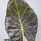 Alocasia Regal Shield (planter not included)