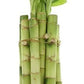 Lucky bamboo Dracaena straight