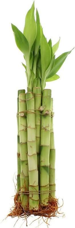 Lucky bamboo Dracaena straight