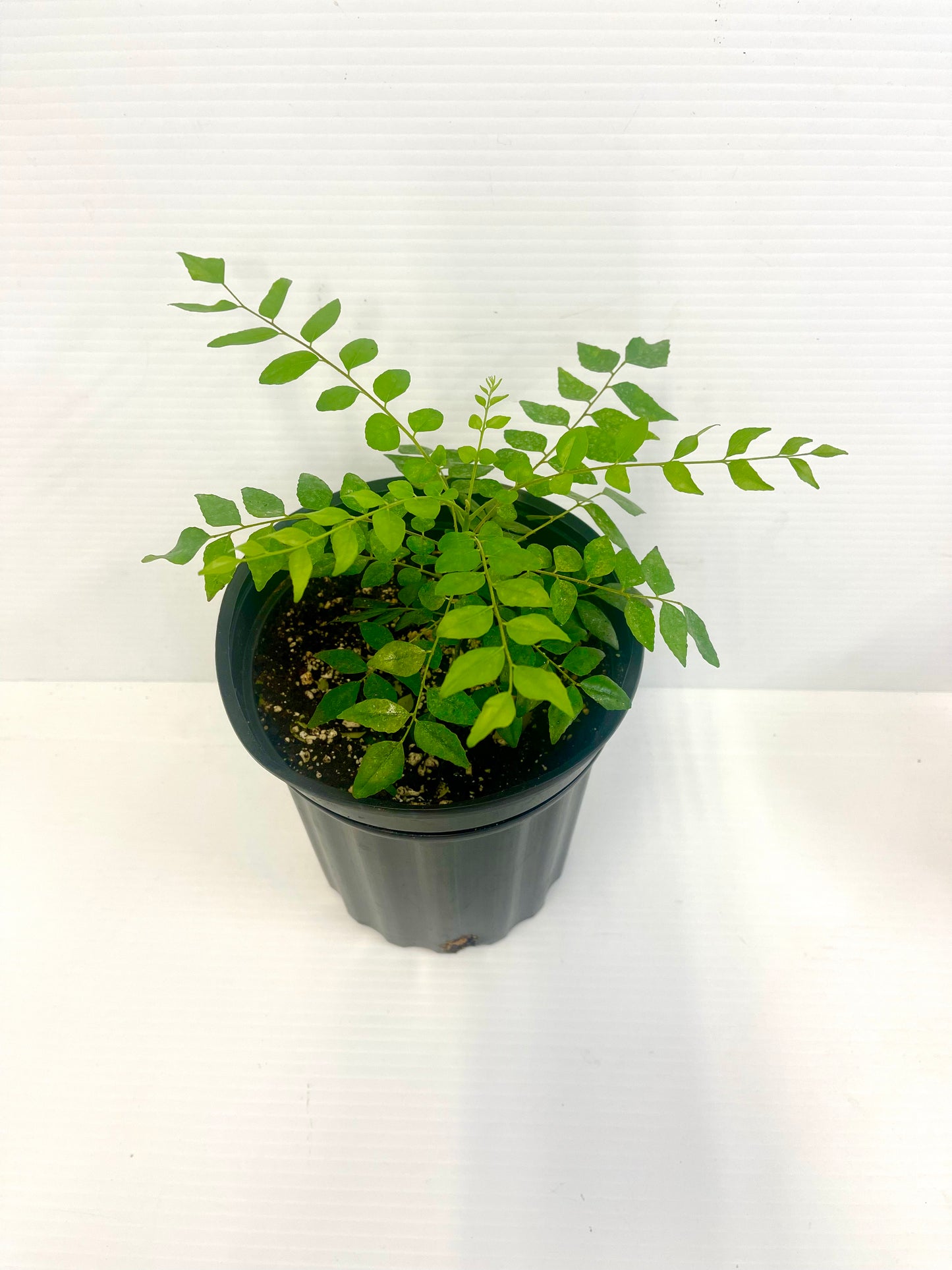 Curry leaf growing pot