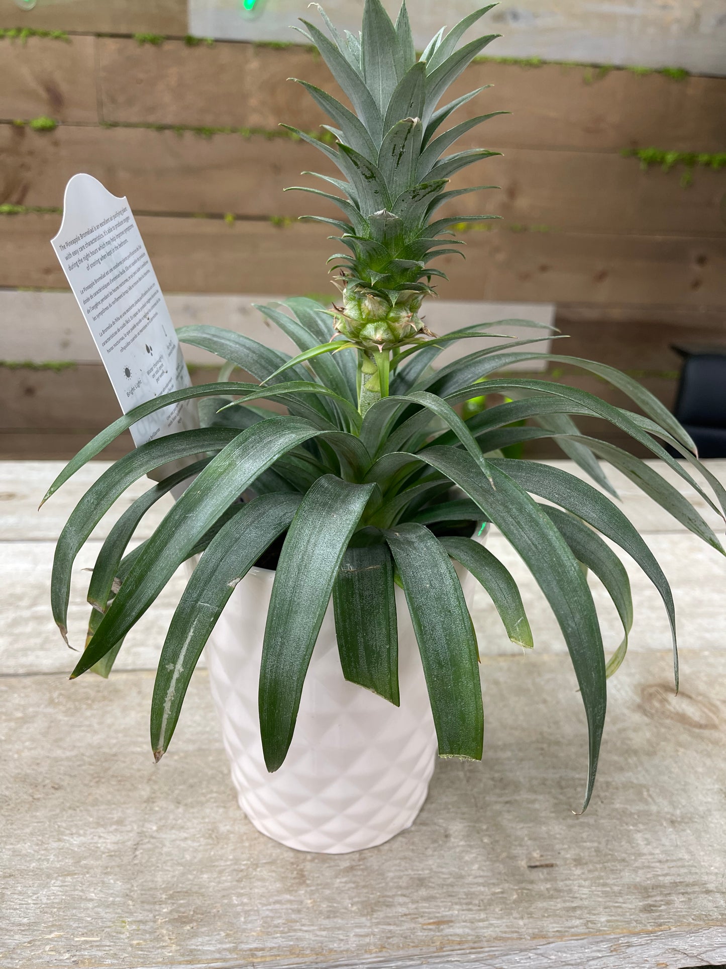 Pineapple in growing pot ceramic pot 6”