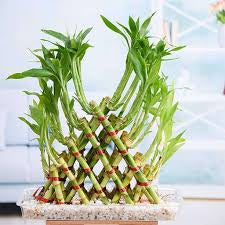 7 /5 layer pyramid lucky bamboo(Dragon pot)