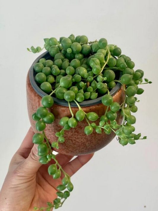 String of Pearls (pot not included)