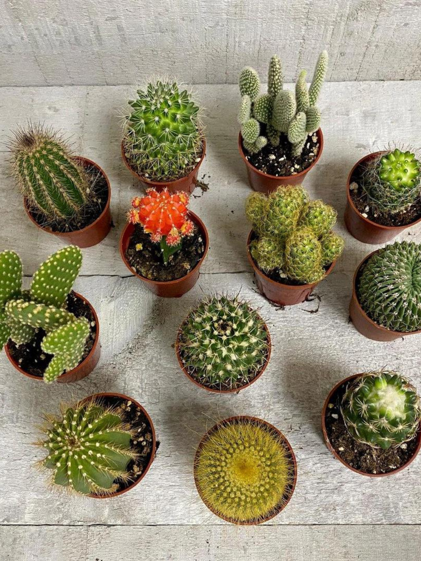 Spikey Cactus Pack