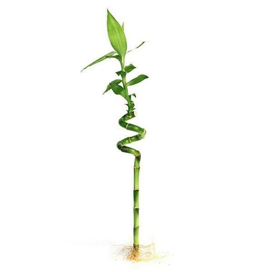 8" Spiral Lucky Bamboo - Geoponics Inc
