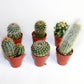Baby Spiky Cactus 1.5" (Single) - Geoponics Inc