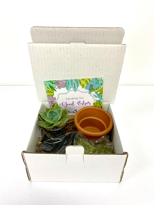 Terracotta Succulent DIY Box