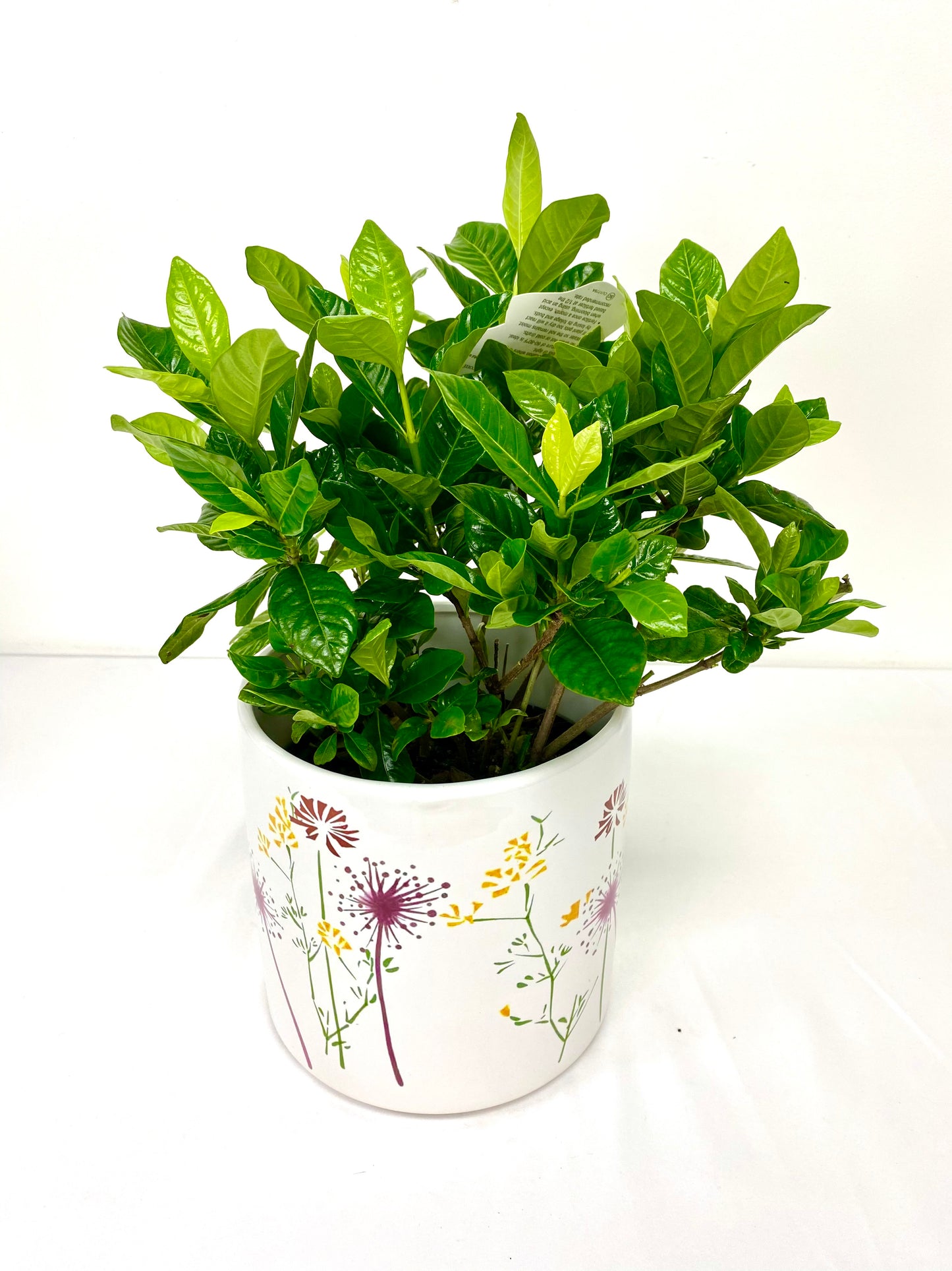 Gardenia (6”Grower Pot)
