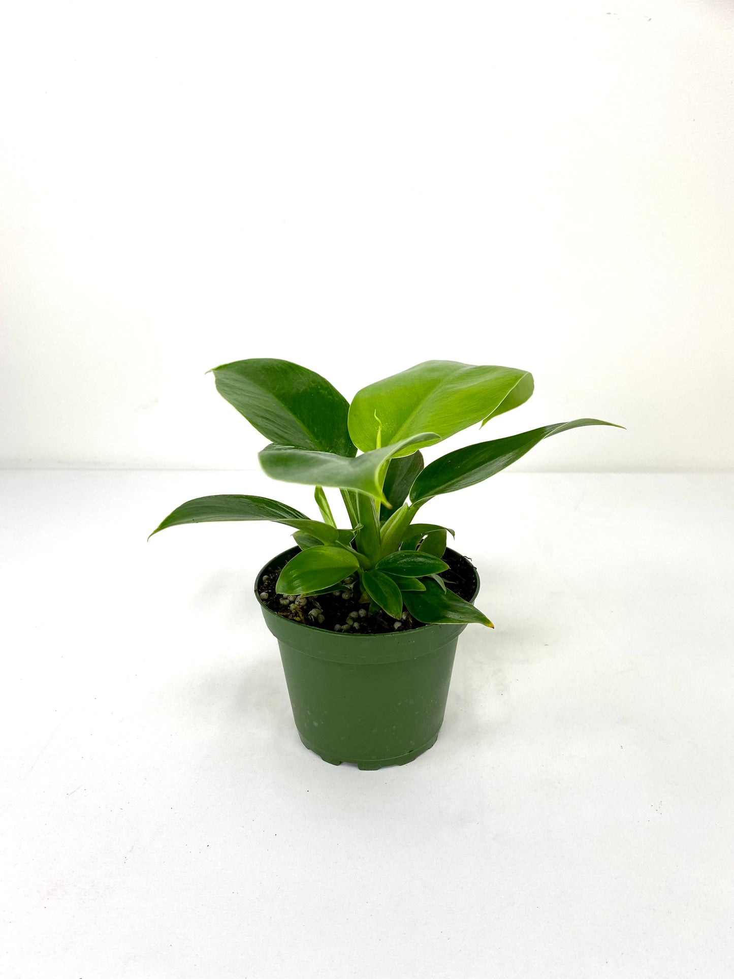 4" Philodendron Green