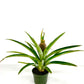 Pineapple Plant (grower pot)
