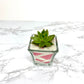Sand Succulent DIY Plant Gift Box
