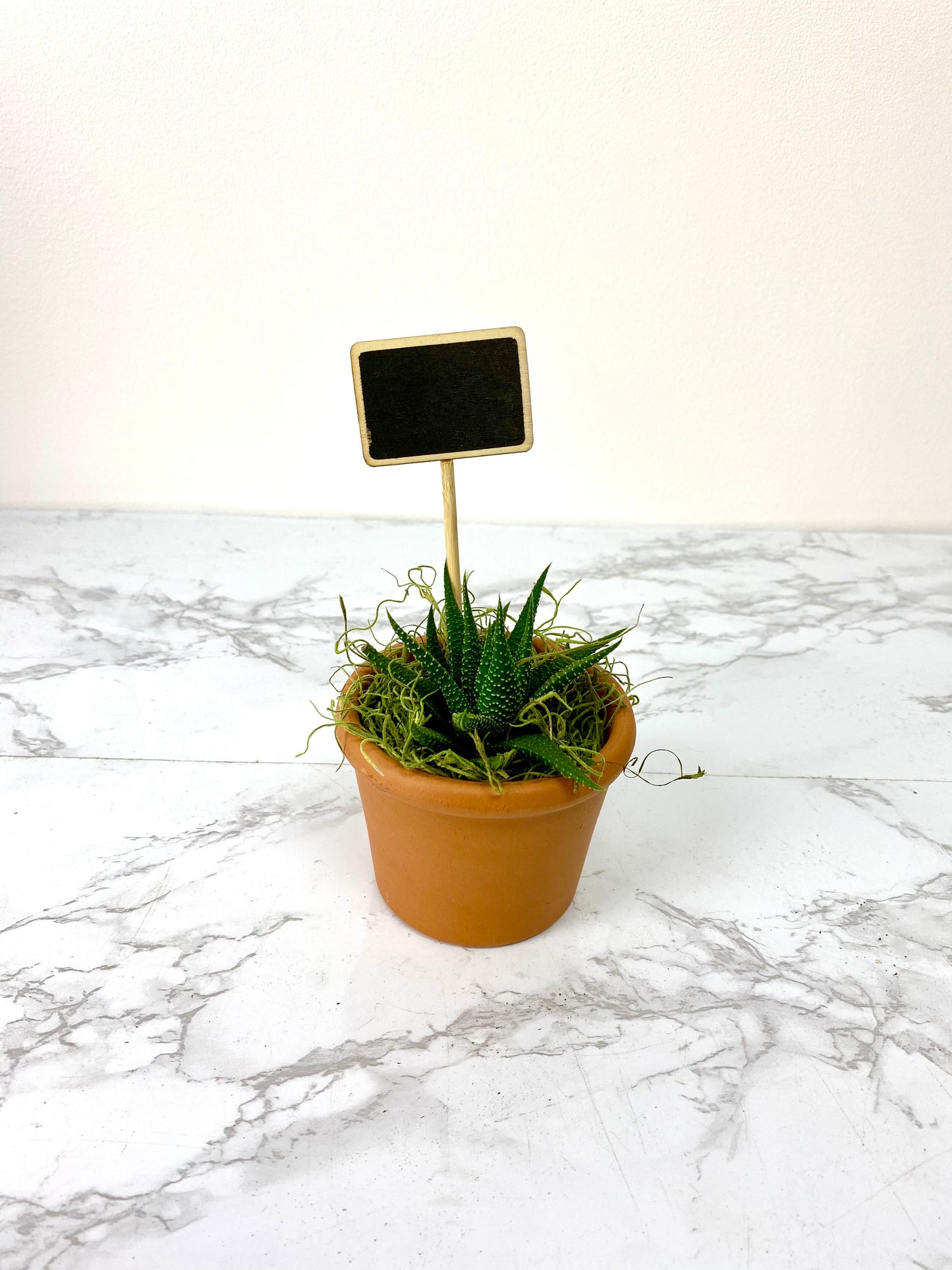 Simple Nature Succulent DIY Gift Box