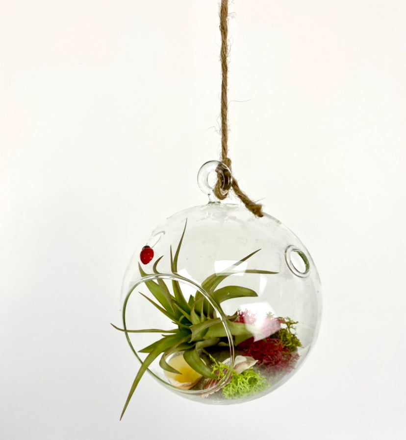 Hanging Terrarium DIY Plant Gift Box