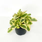 Peperomia Variegated White (6" Grower's Pot)