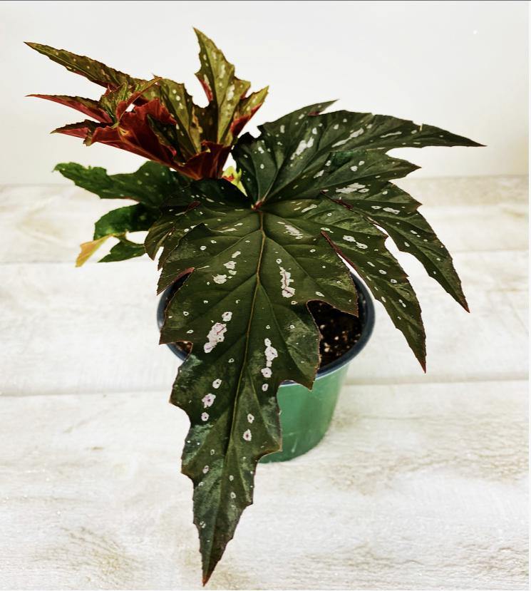 6" Begonia Angel WIng (Grower Pot) - Geoponics Inc