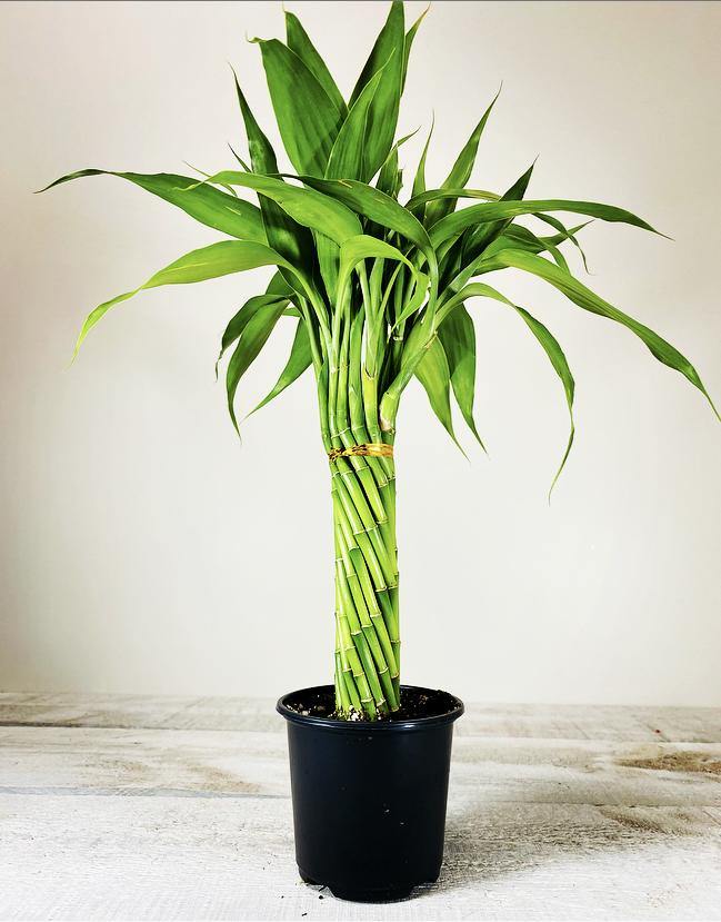4" Lucky Bamboo Elegant Twist ( Assorted) - Plant Club | Geoponics