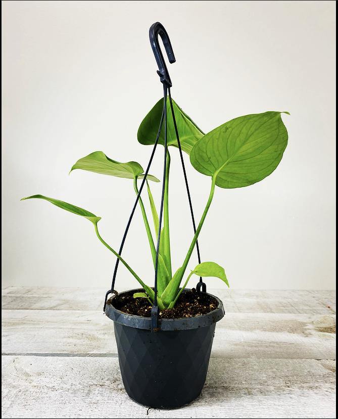 6" Philodendron Split Leaf (Grower Pot) - Geoponics Inc