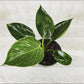 6" Philodendron Birkin ( Grower Pot) - Geoponics Inc
