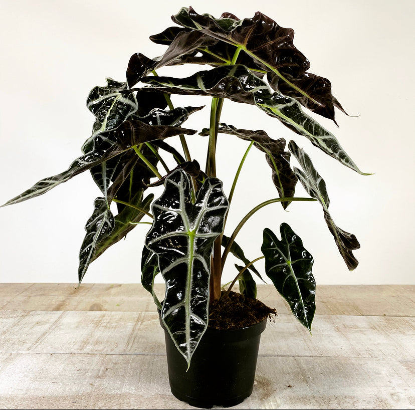 Alocasia Polly (planter not included)