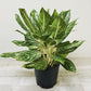 10" Aglaonema Golden Maddonna (Grower pot) ( Planter not included) - Plant Club | Geoponics