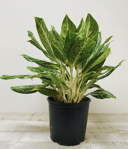 10" Aglaonema Golden Maddonna (Grower pot) ( Planter not included) - Plant Club | Geoponics